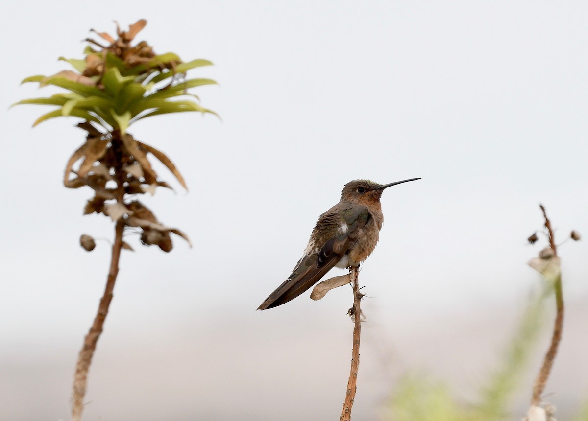Giant Hummingbird - Win Ahrens