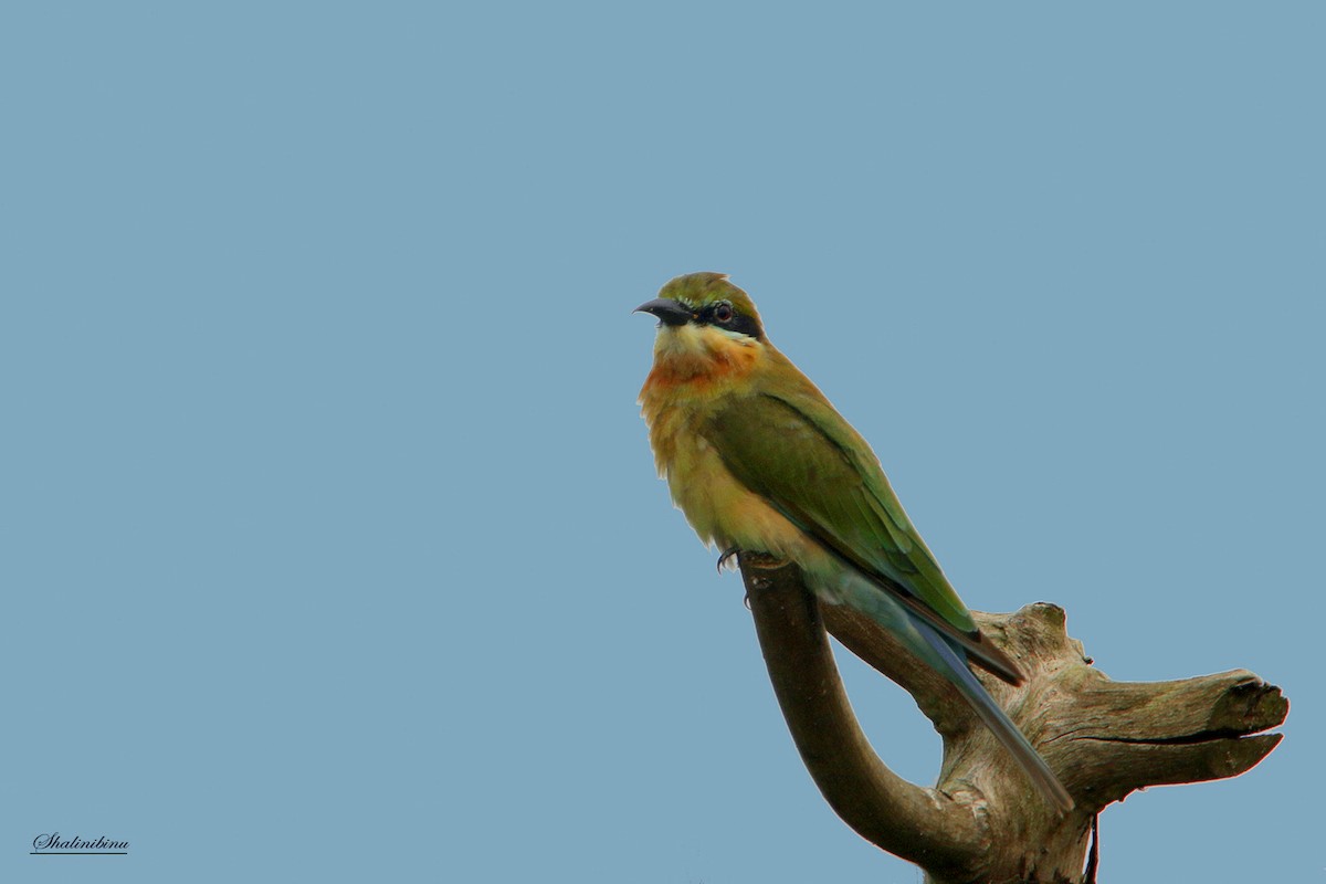 Blue-tailed Bee-eater - Shalini Binu