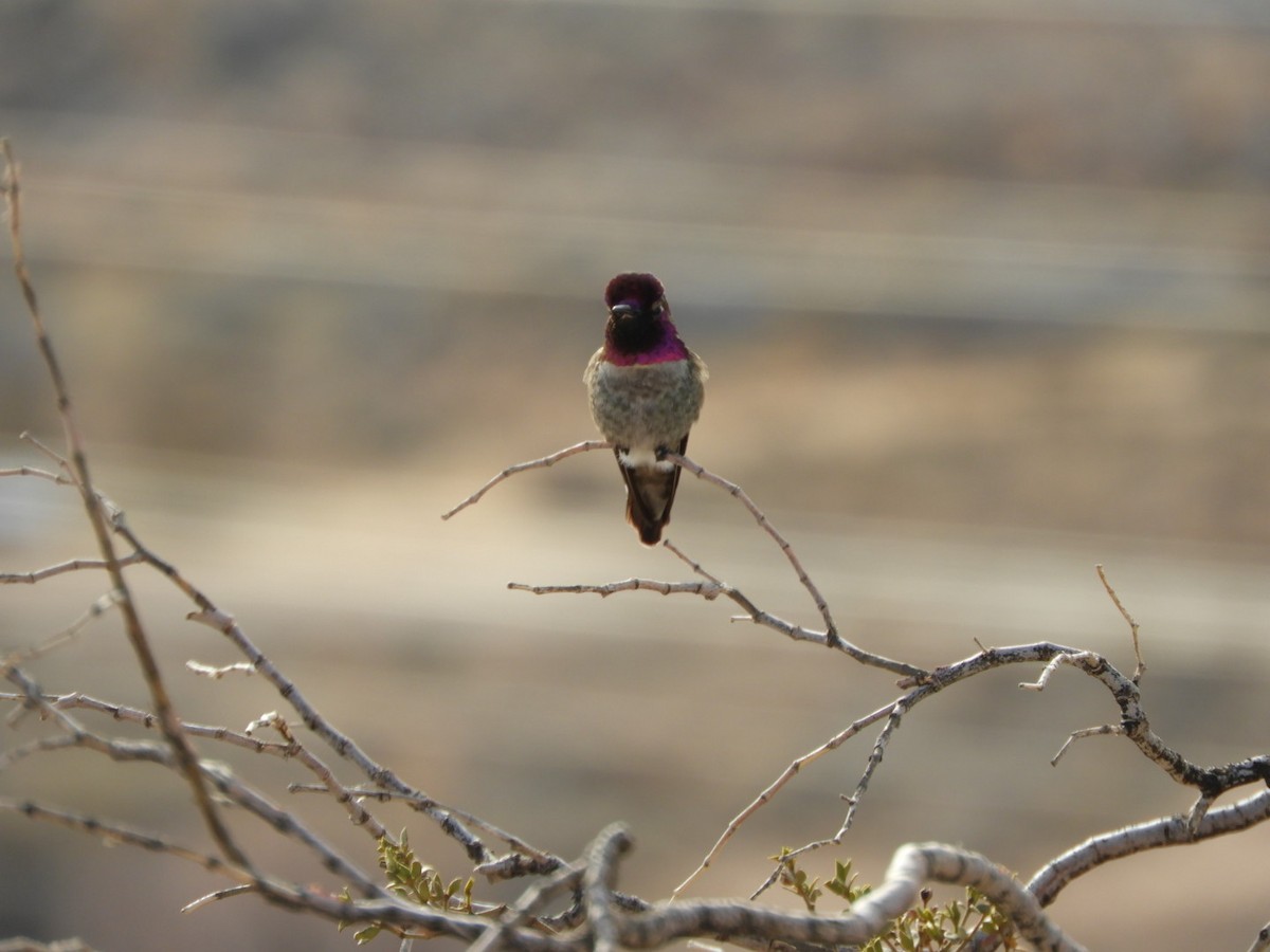 Anna's Hummingbird - ML407857851