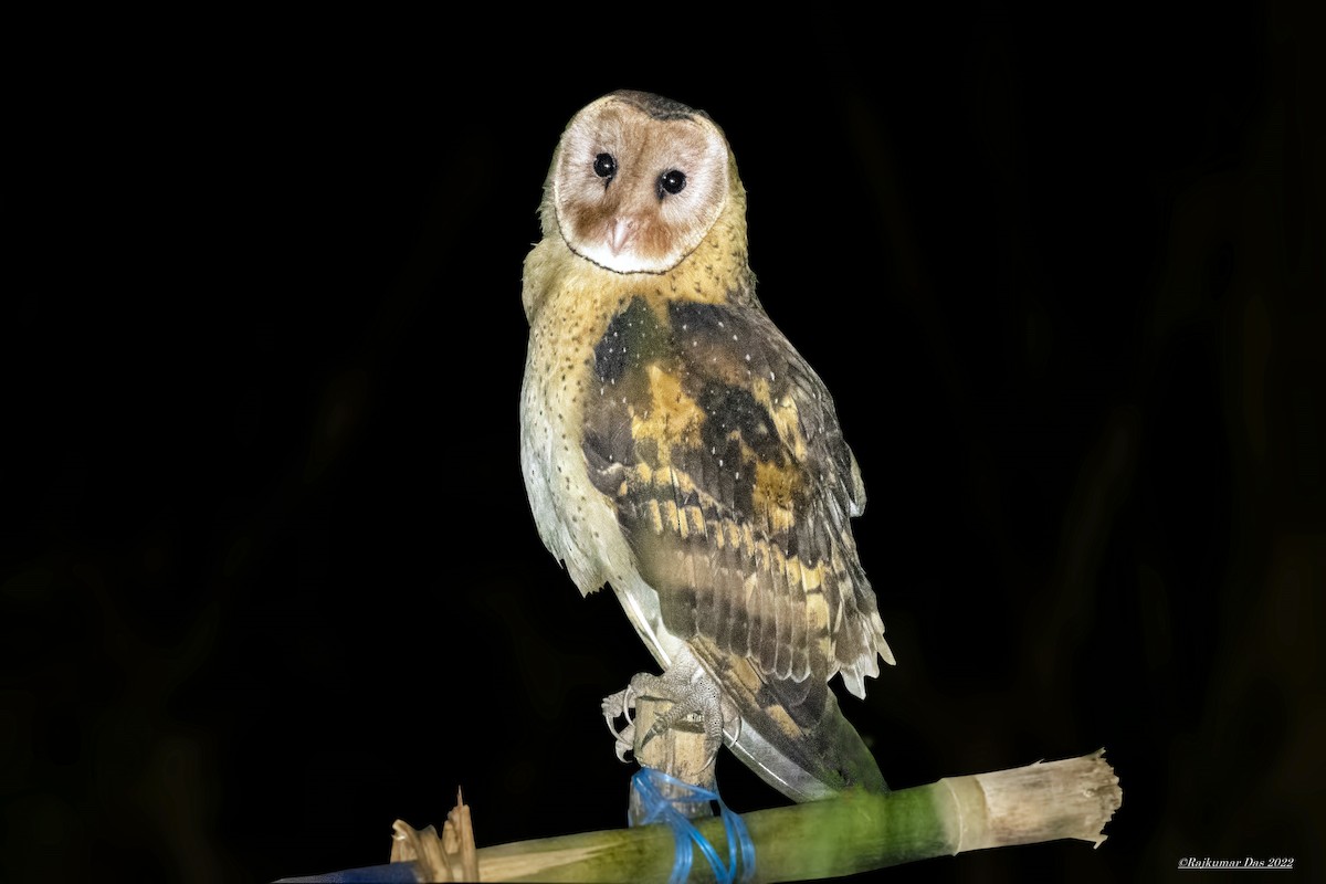 Australasian Grass-Owl - Rajkumar Das