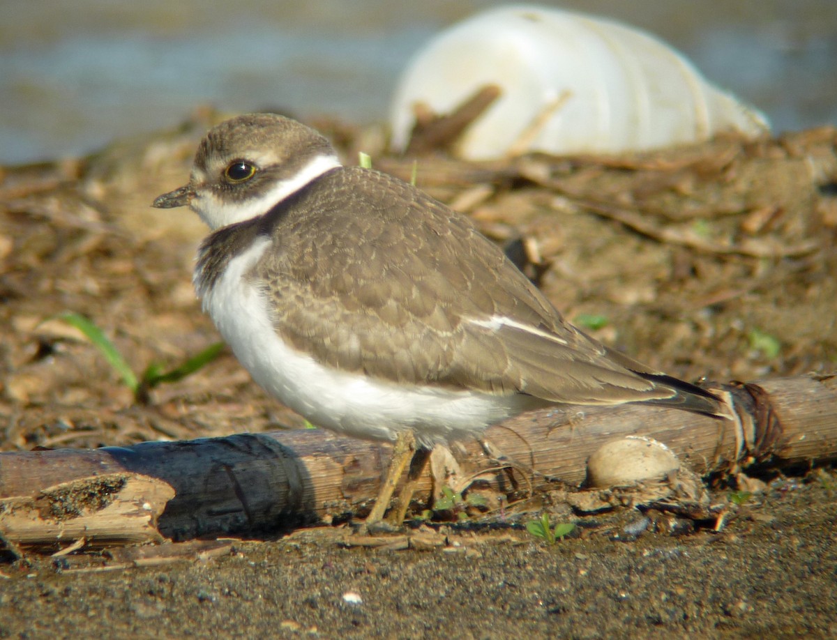 Semipalmated Plover - ML407867221