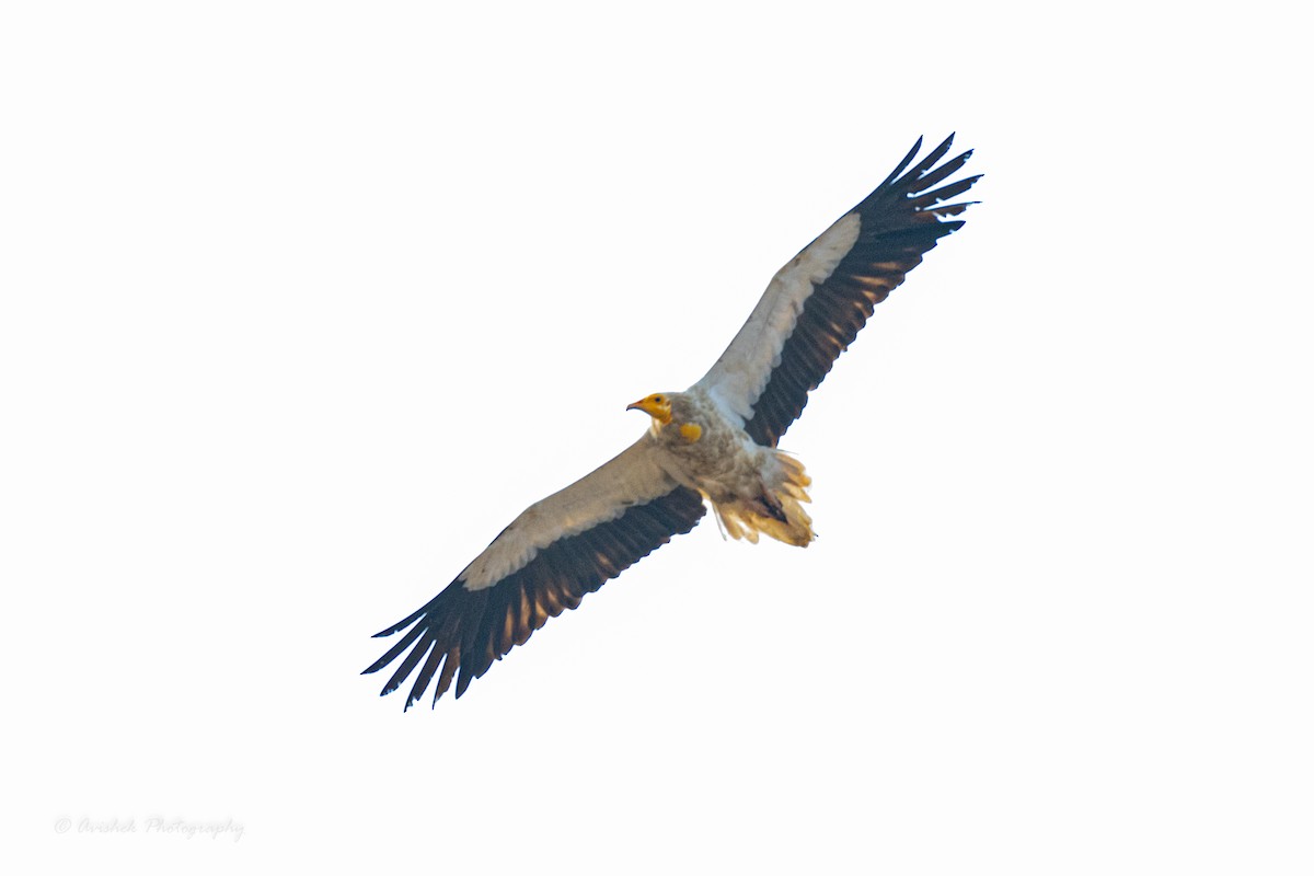 Egyptian Vulture - Avishek Chatterjee