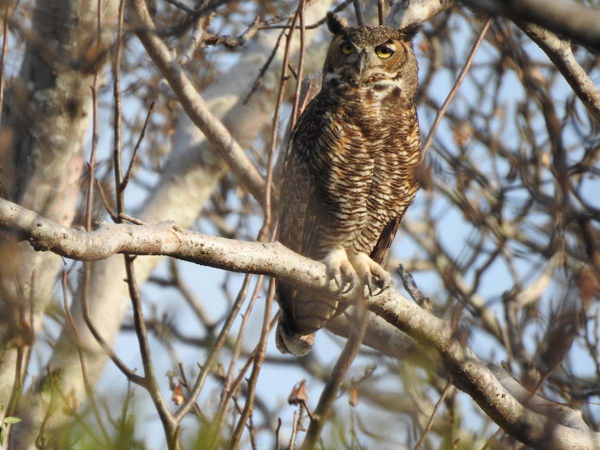 Great Horned Owl - ML407869171