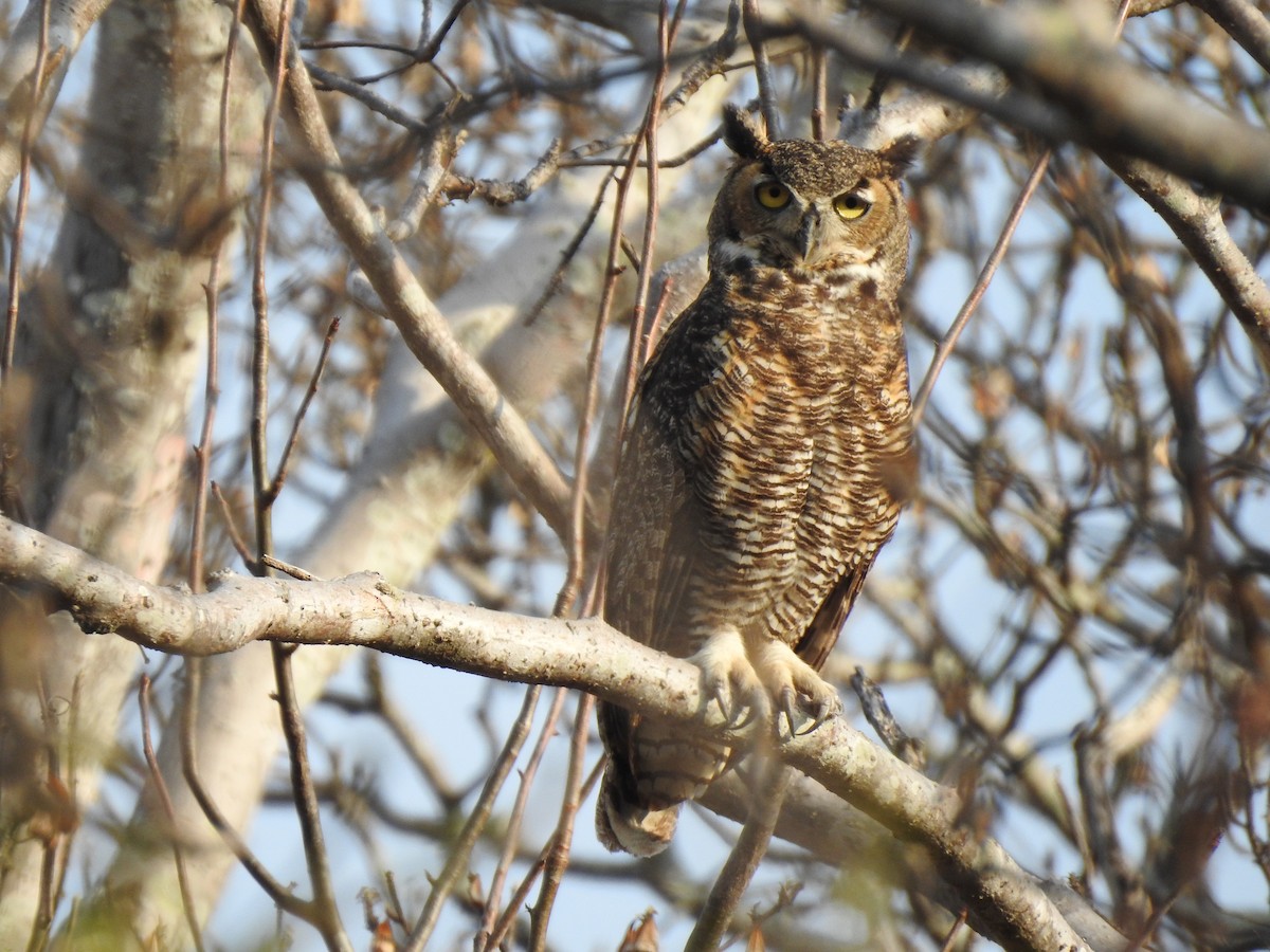 Great Horned Owl - ML407869181