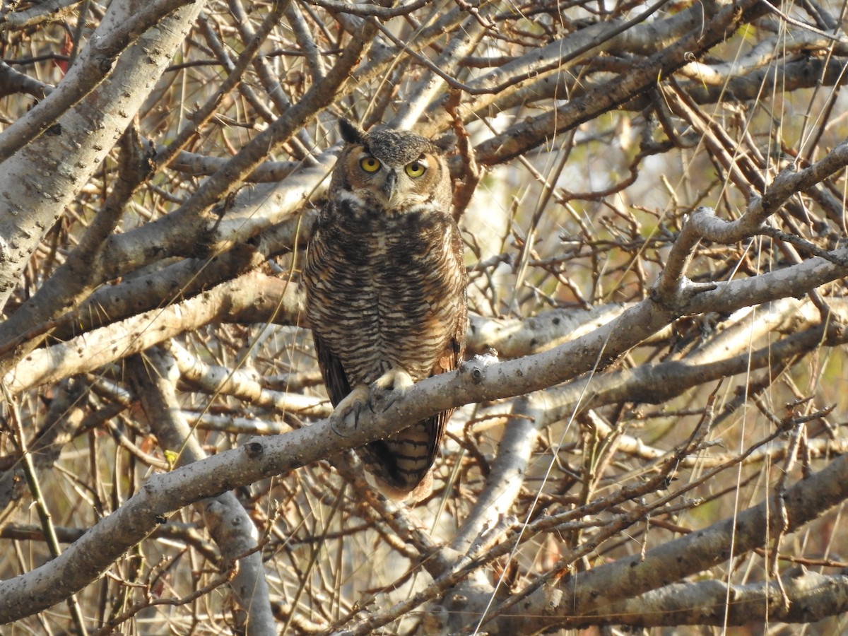 Great Horned Owl - ML407869201