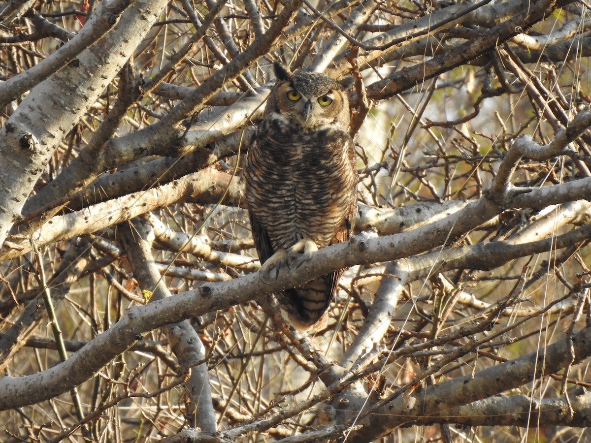 Great Horned Owl - ML407869211