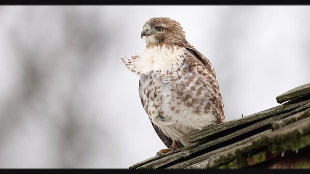 Red-tailed Hawk - ML407870011