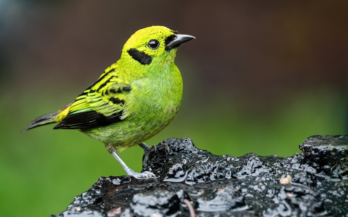 Emerald Tanager - ML407870071