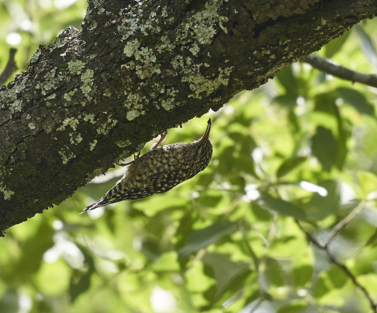 African Spotted Creeper - ML407870261
