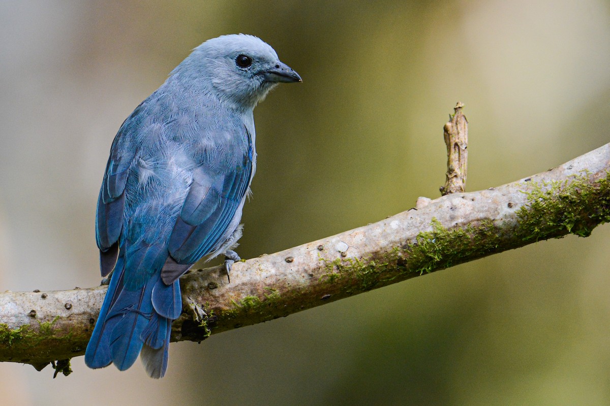 Blue-gray Tanager - ML407872941