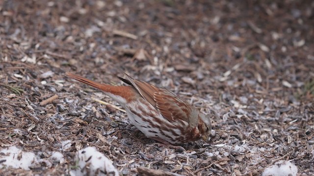 Fox Sparrow (Red) - ML407874481