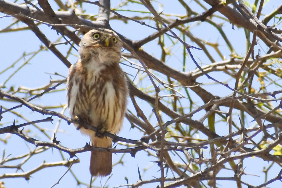 Peruvian Pygmy-Owl - ML407879201