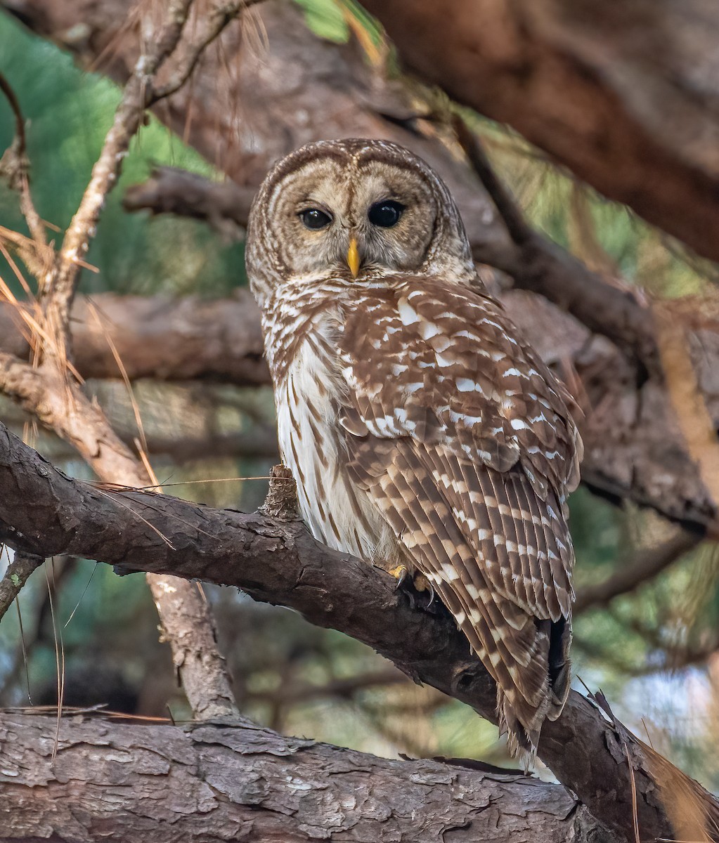 Barred Owl - Kevin Wilson