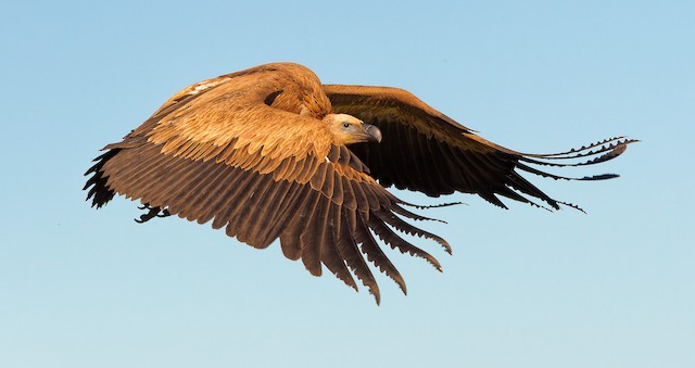 Juvenile Eurasian Griffon (subspecies <em class="SciName notranslate">fulvus</em>). - Eurasian Griffon - 