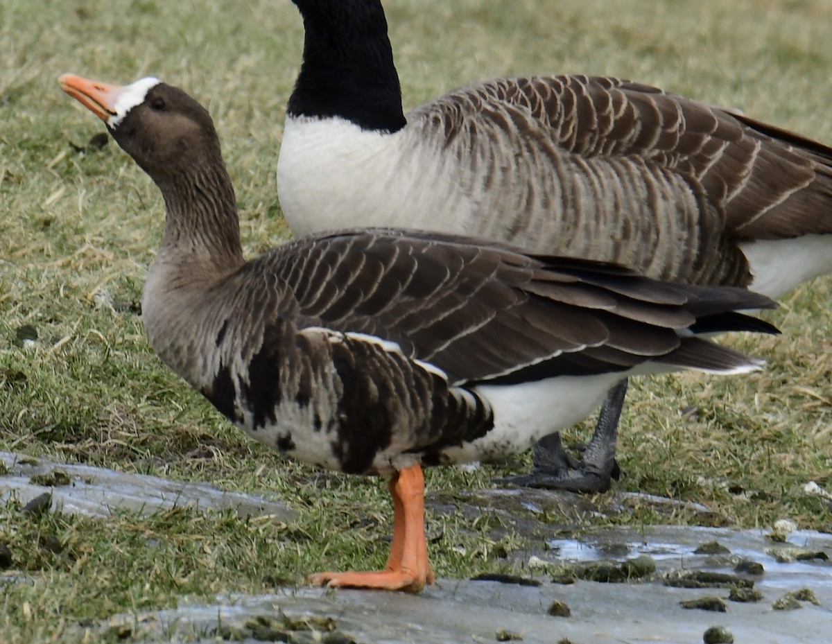 Greater White-fronted Goose - Gary Roberts