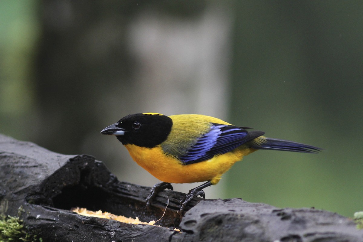 Black-chinned Mountain Tanager - ML407889261
