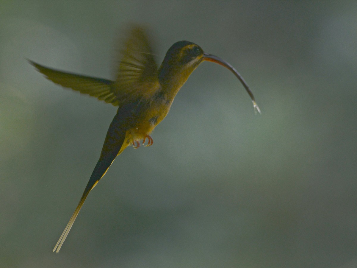 kolibřík tmavolící - ML40789541