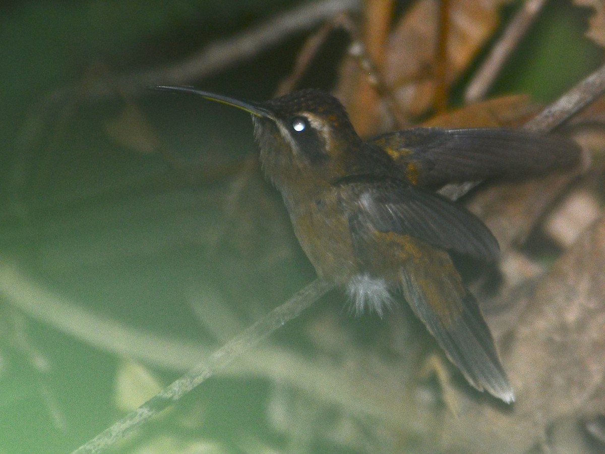 kolibřík proužkohrdlý - ML40789621
