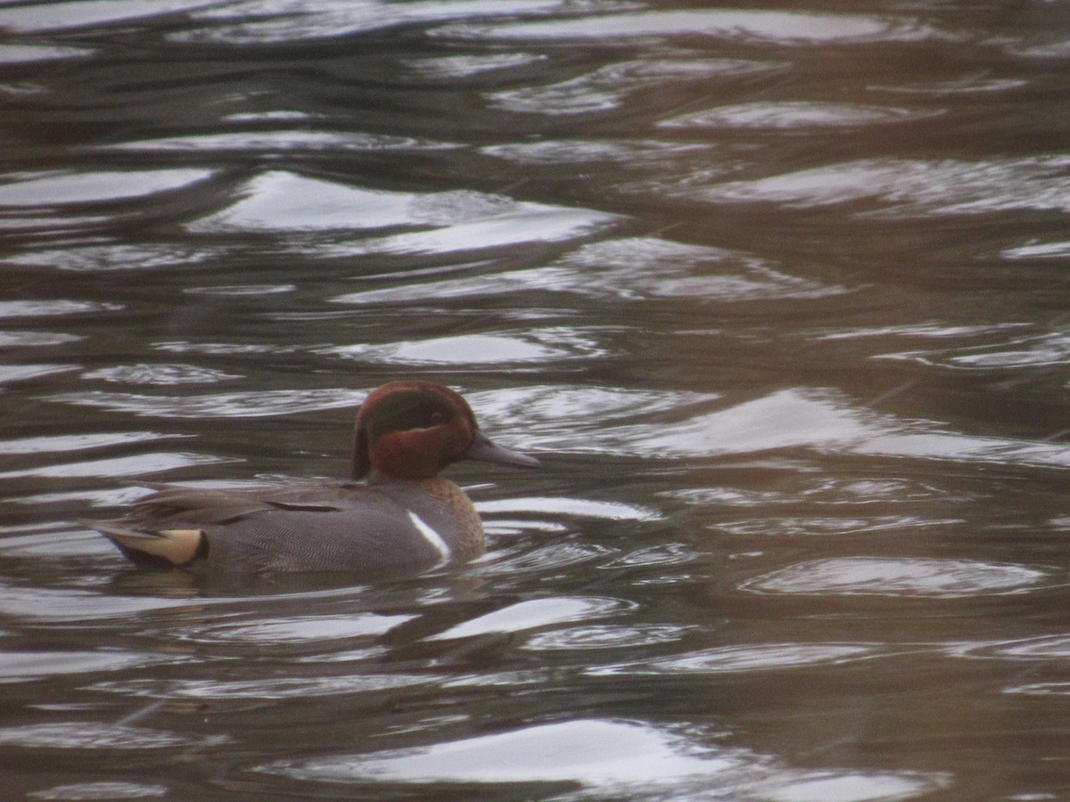 Green-winged Teal - ML407903021
