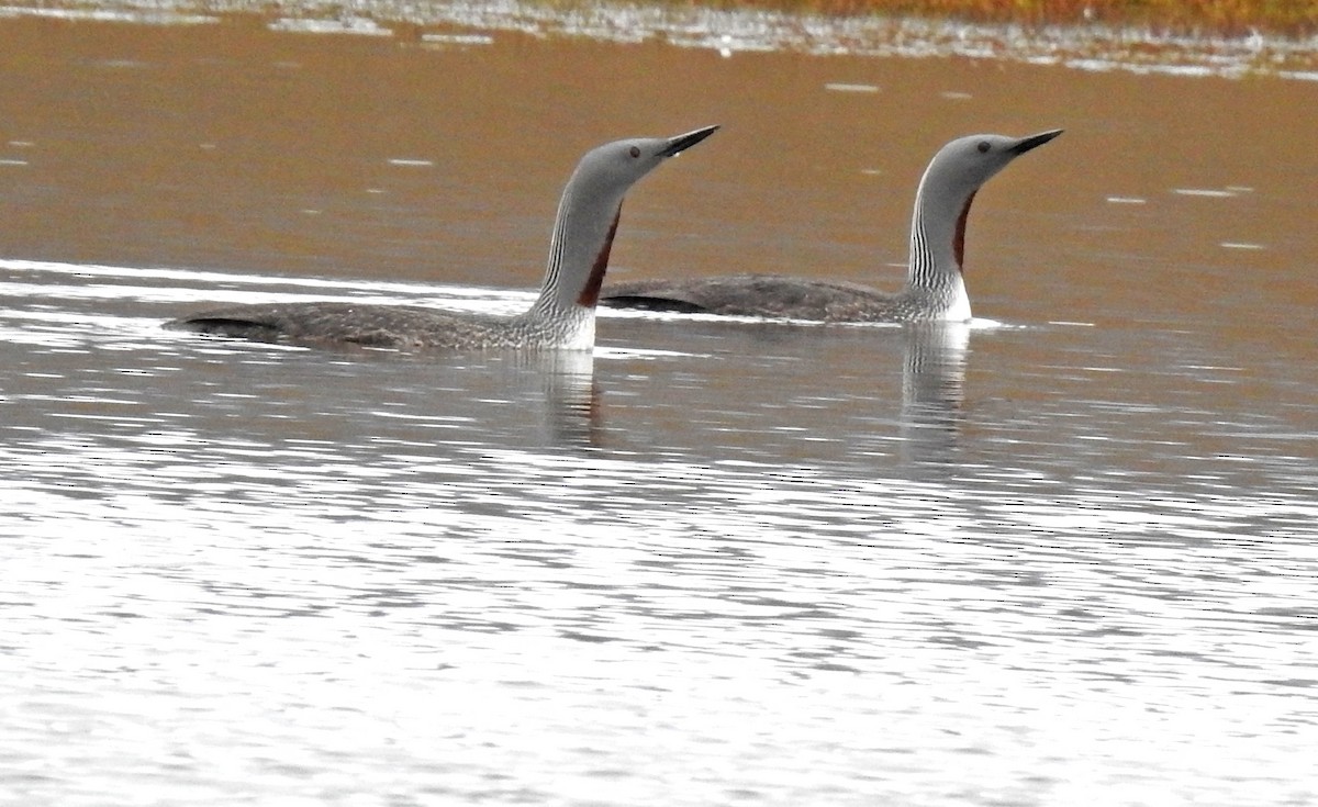 Red-throated Loon - ML407905711