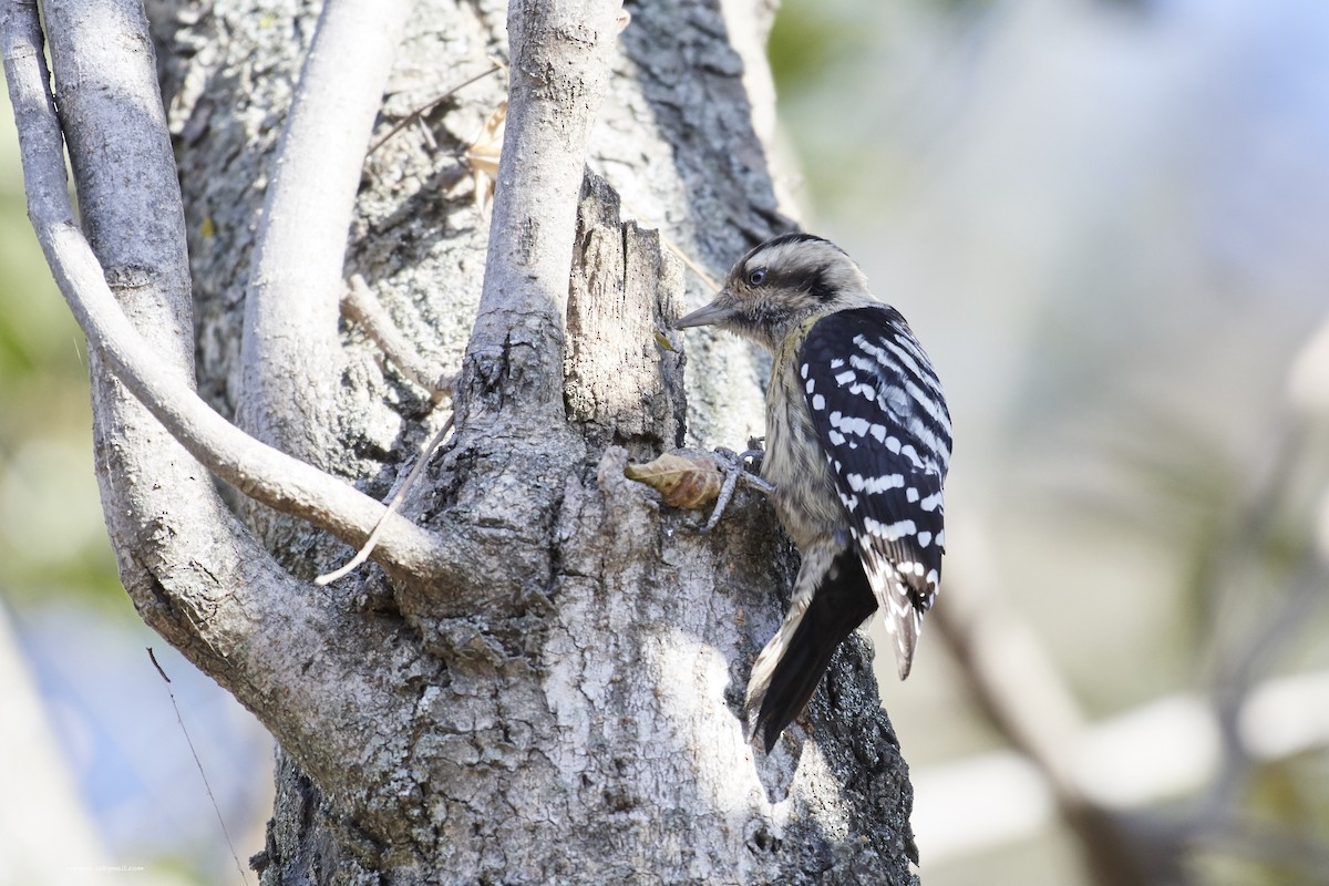 Gray-capped Pygmy Woodpecker - S S Cheema