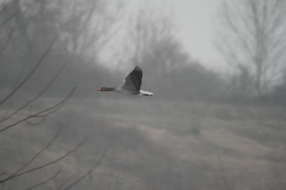 Graylag Goose, ML407912411