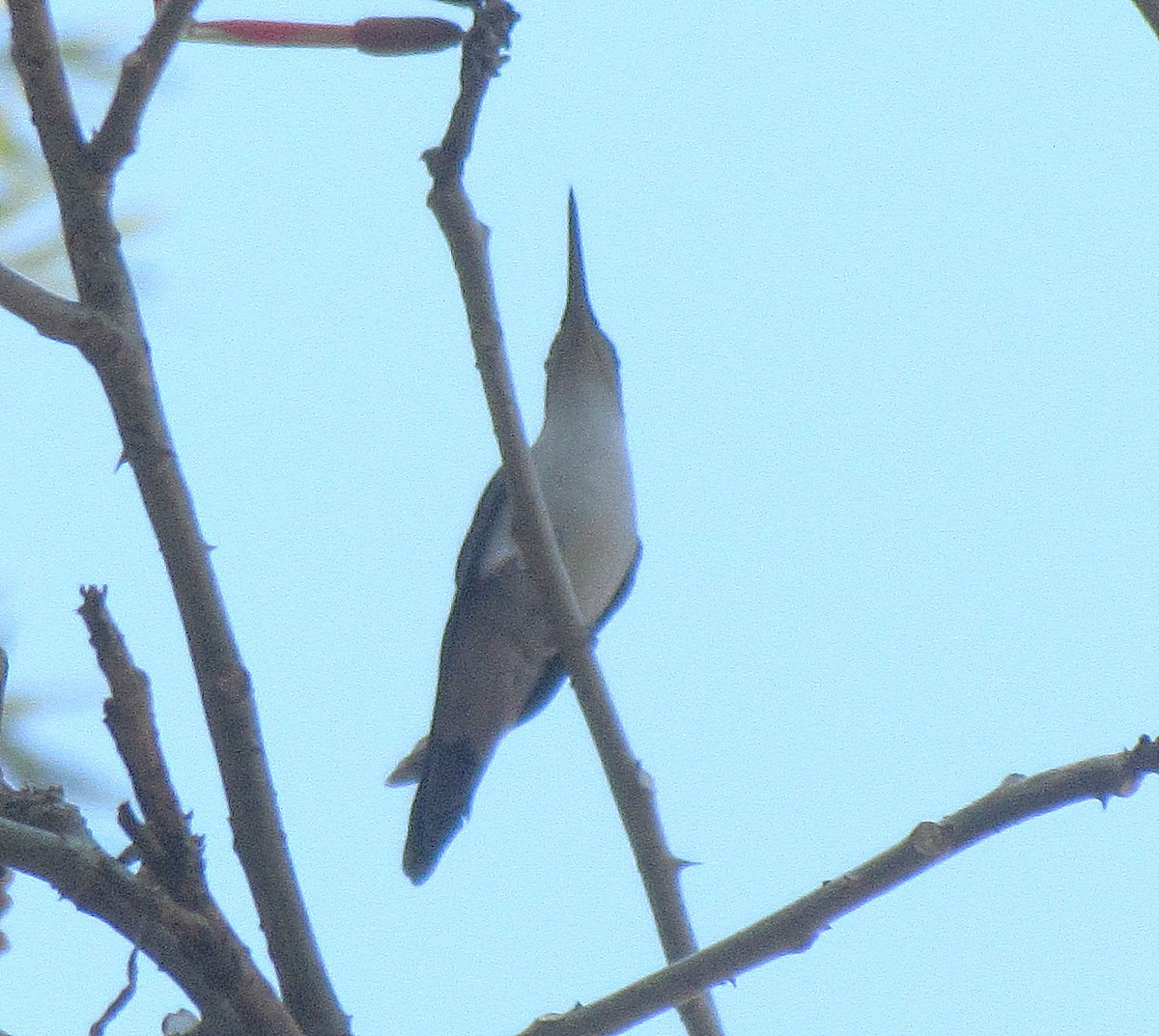 kolibřík klínoocasý - ML407913551