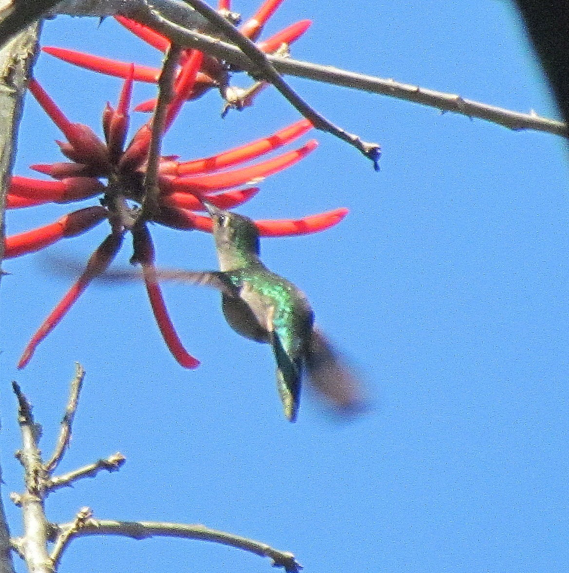 kolibřík klínoocasý - ML407913561