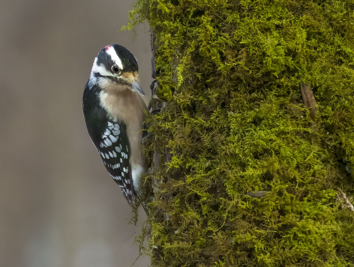 Downy Woodpecker - Brian Smith