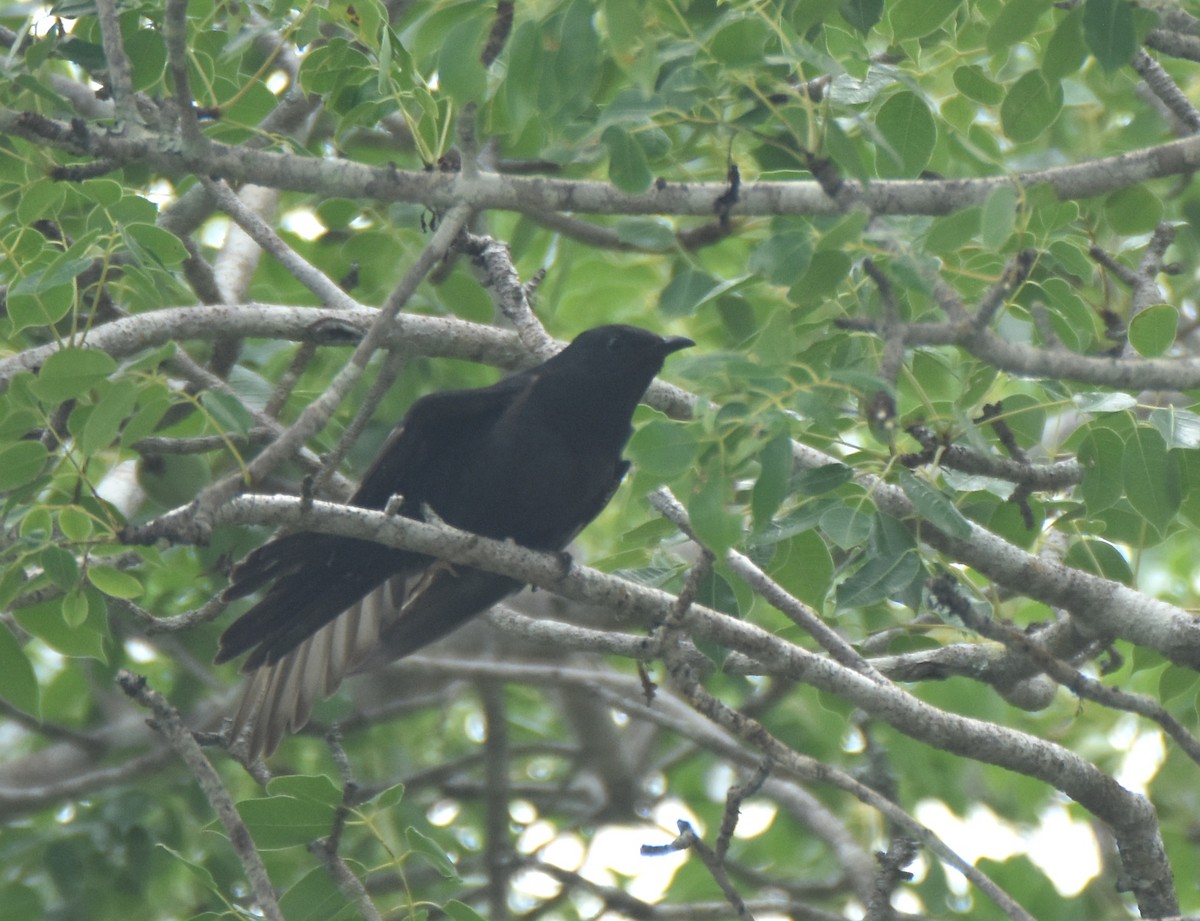 Black Cuckoo (Black) - ML407914321