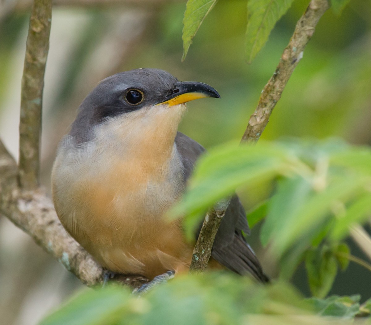 Mangrove Cuckoo - jose santiago