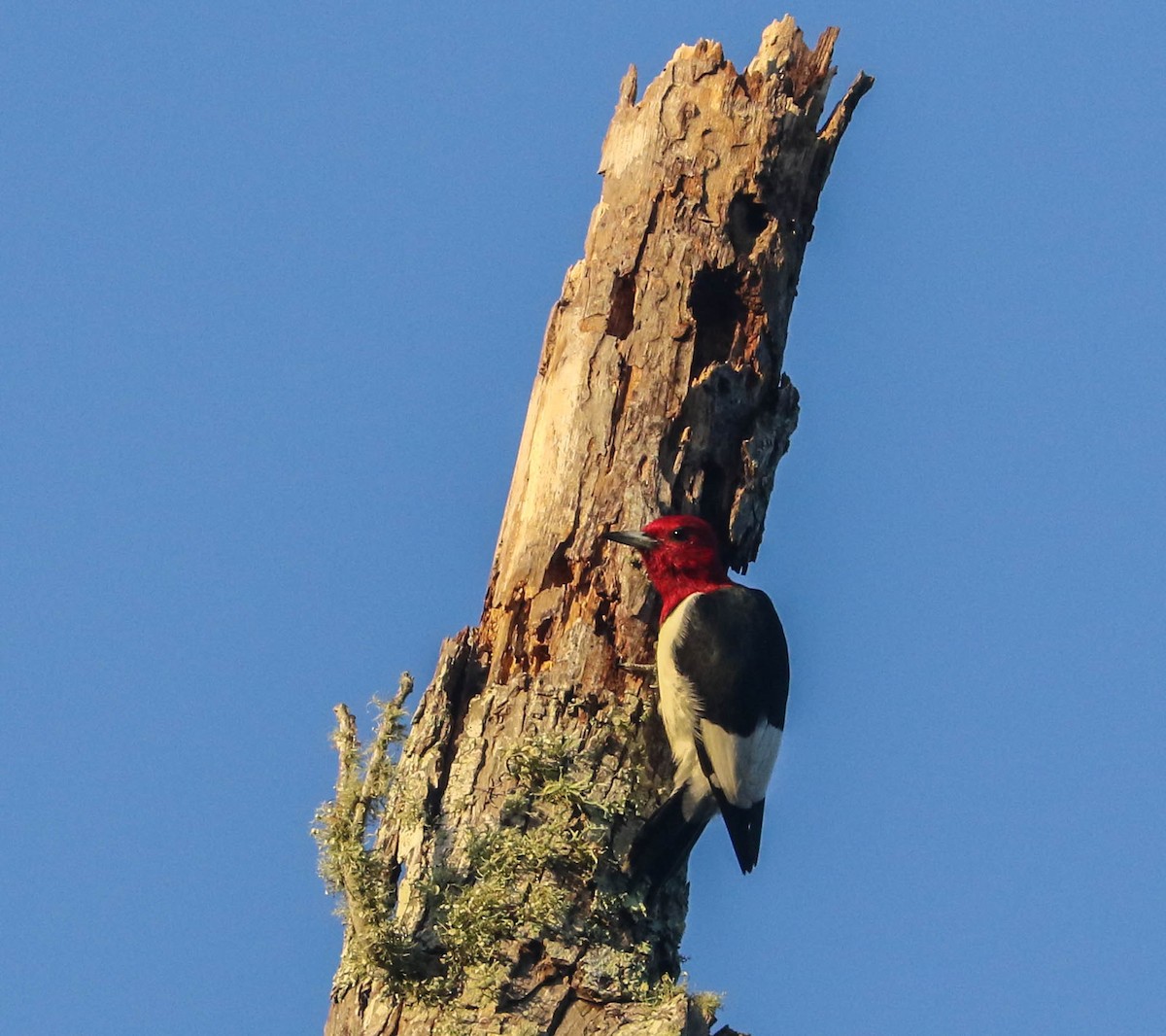 Red-headed Woodpecker - Lori McDonald