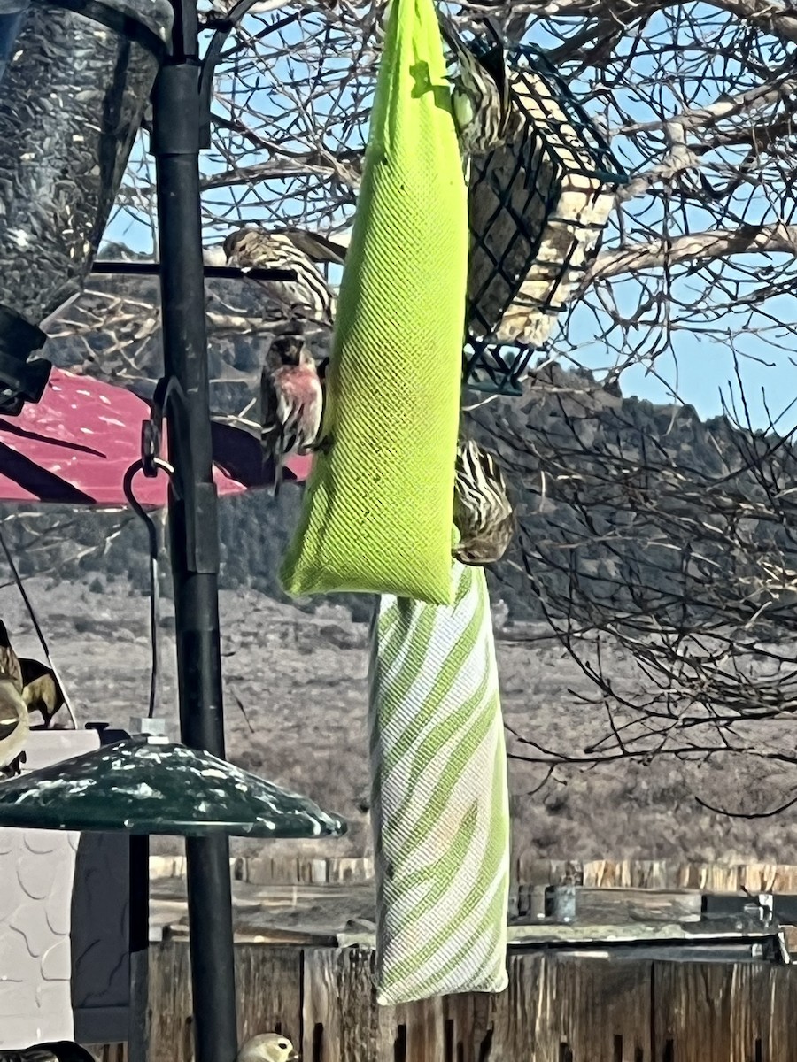 eBird Checklist 20 Jan 2022 Mono City 1 species