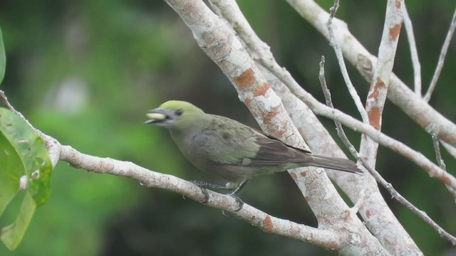 Palm Tanager - ML407927851