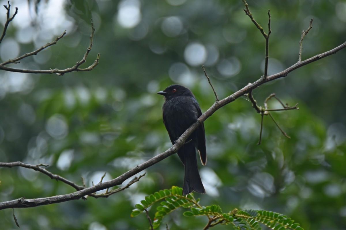 Square-tailed Drongo - ML407928921