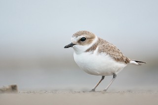 Snowy Plover