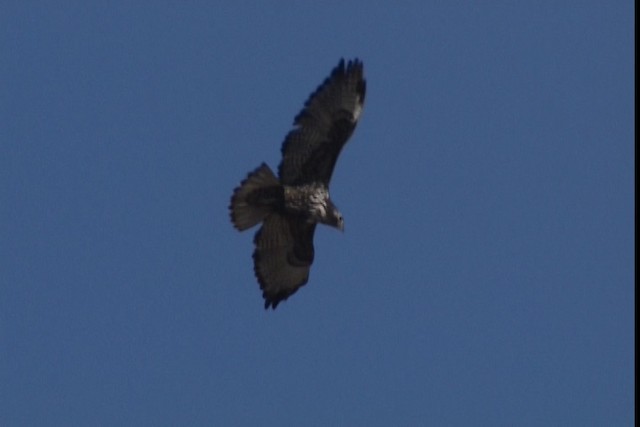 Aguililla Cola Roja (harlani) - eBird