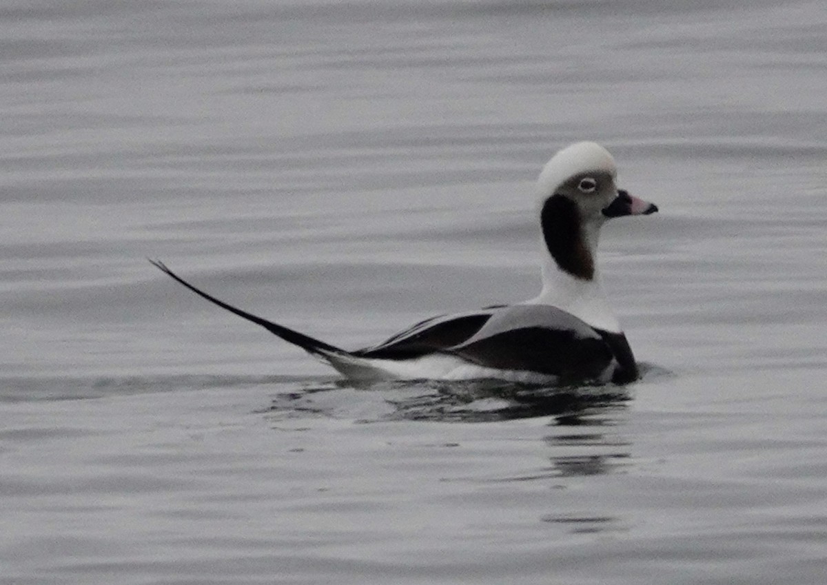 Long-tailed Duck - ML407940821