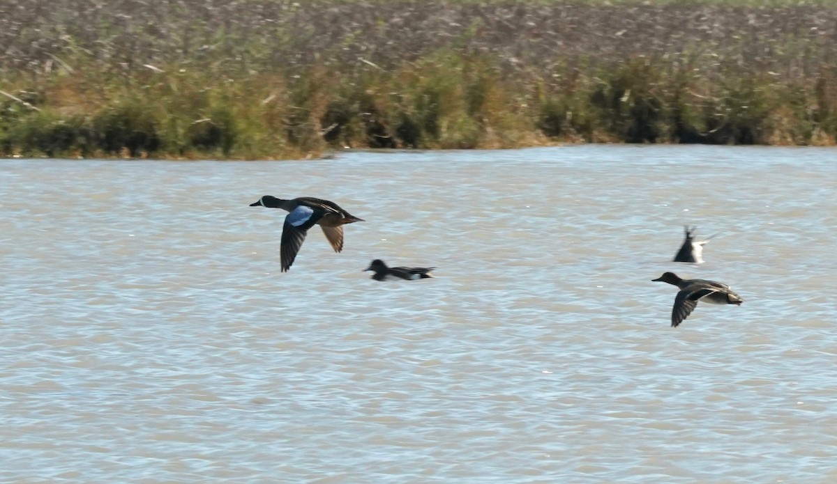 Blue-winged Teal - ML407944951