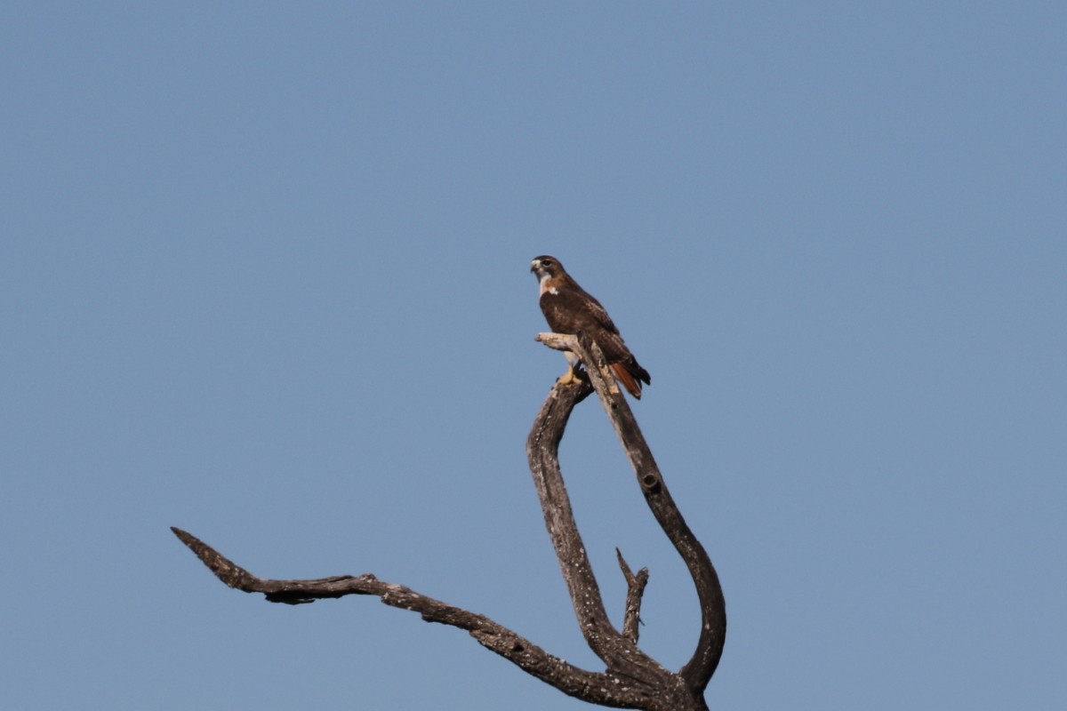 Red-tailed Hawk - ML407949071