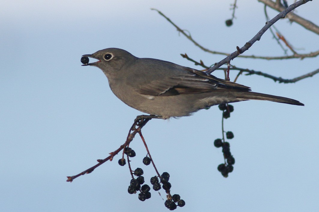 Townsend's Solitaire - ML407950911