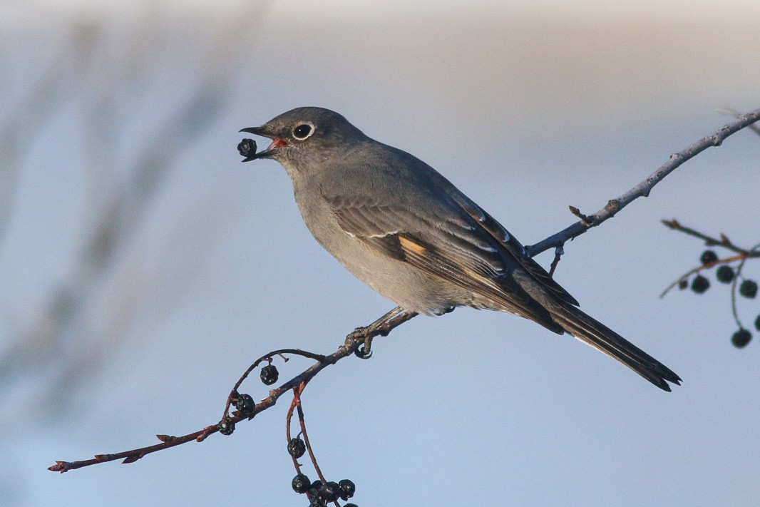 Townsend's Solitaire - ML407950941