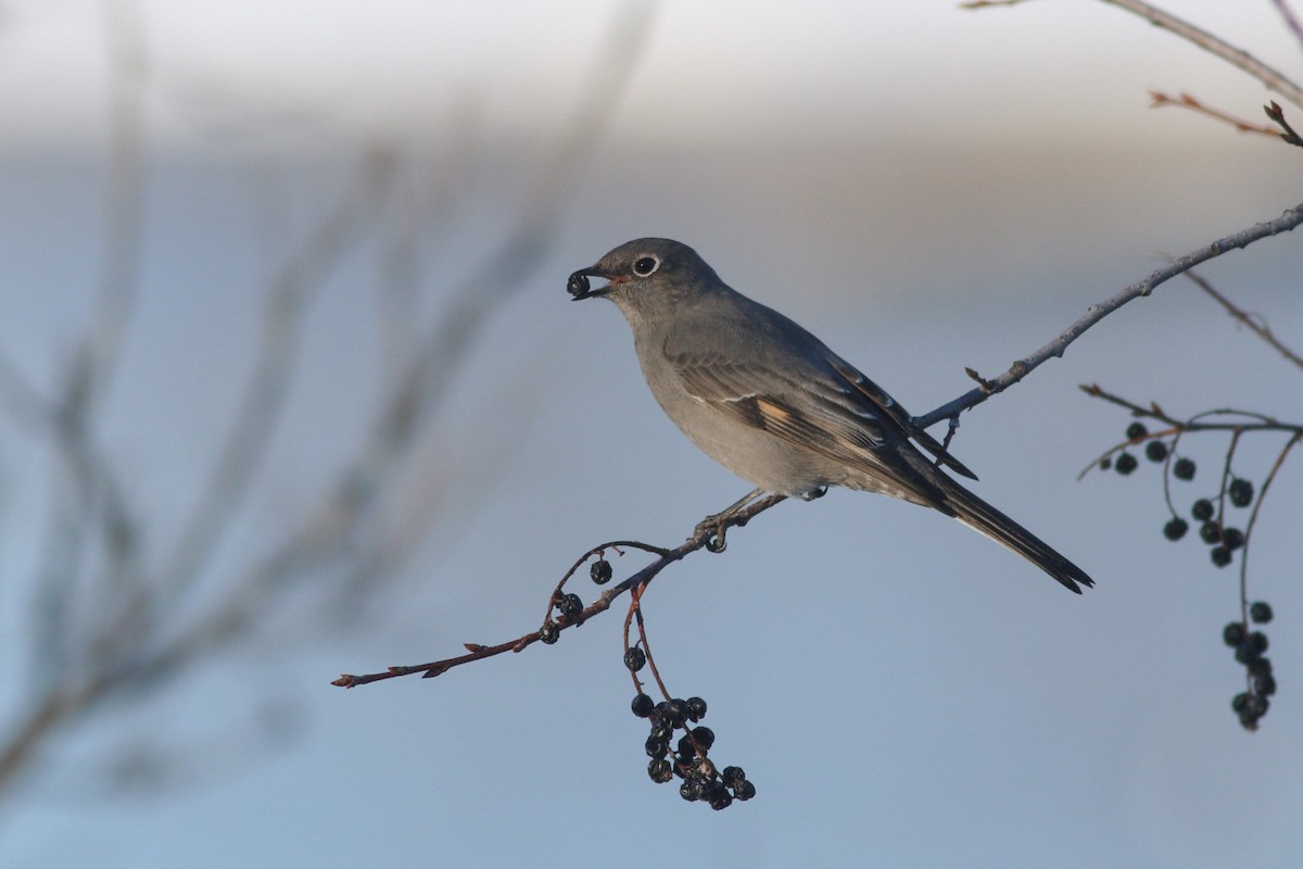 Townsend's Solitaire - ML407950981
