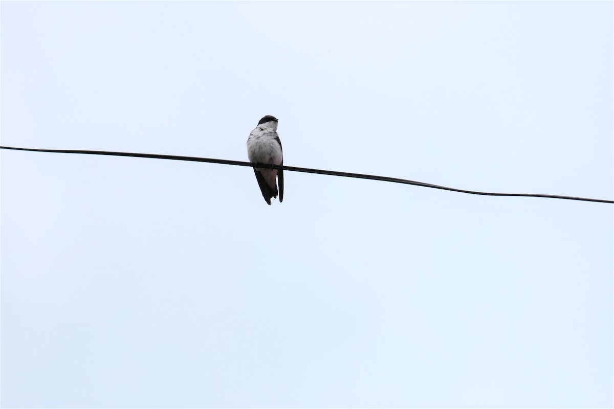Chilean Swallow - ML407952311