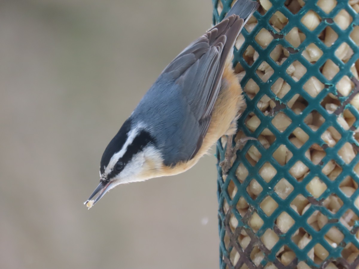 Red-breasted Nuthatch - Kim Springer