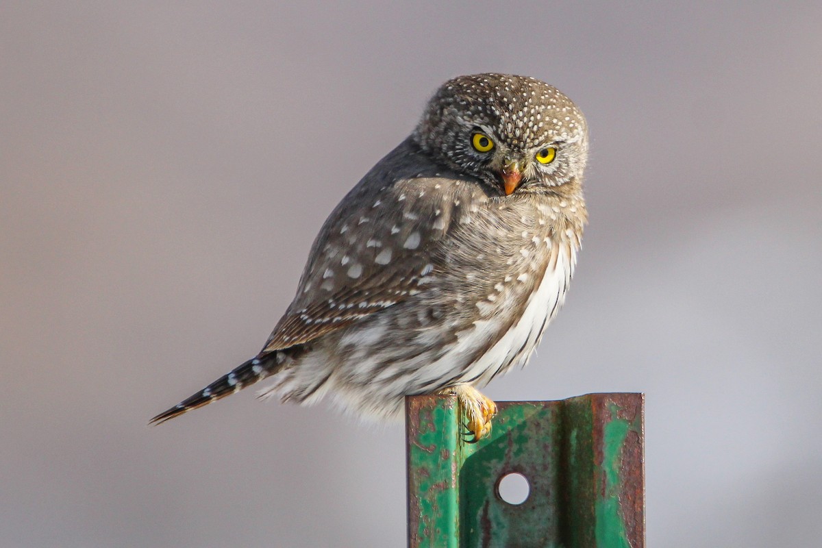 Northern Pygmy-Owl - Alex George