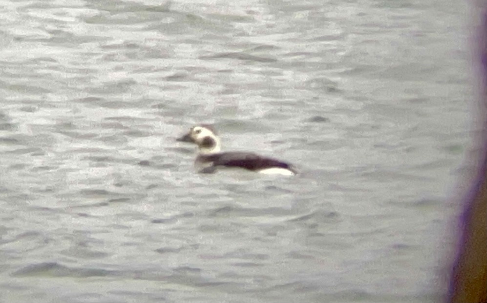 Long-tailed Duck - ML407960121