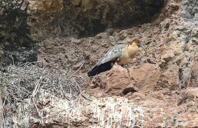 Nest is a platform of dry sticks. - Andean Ibis - 