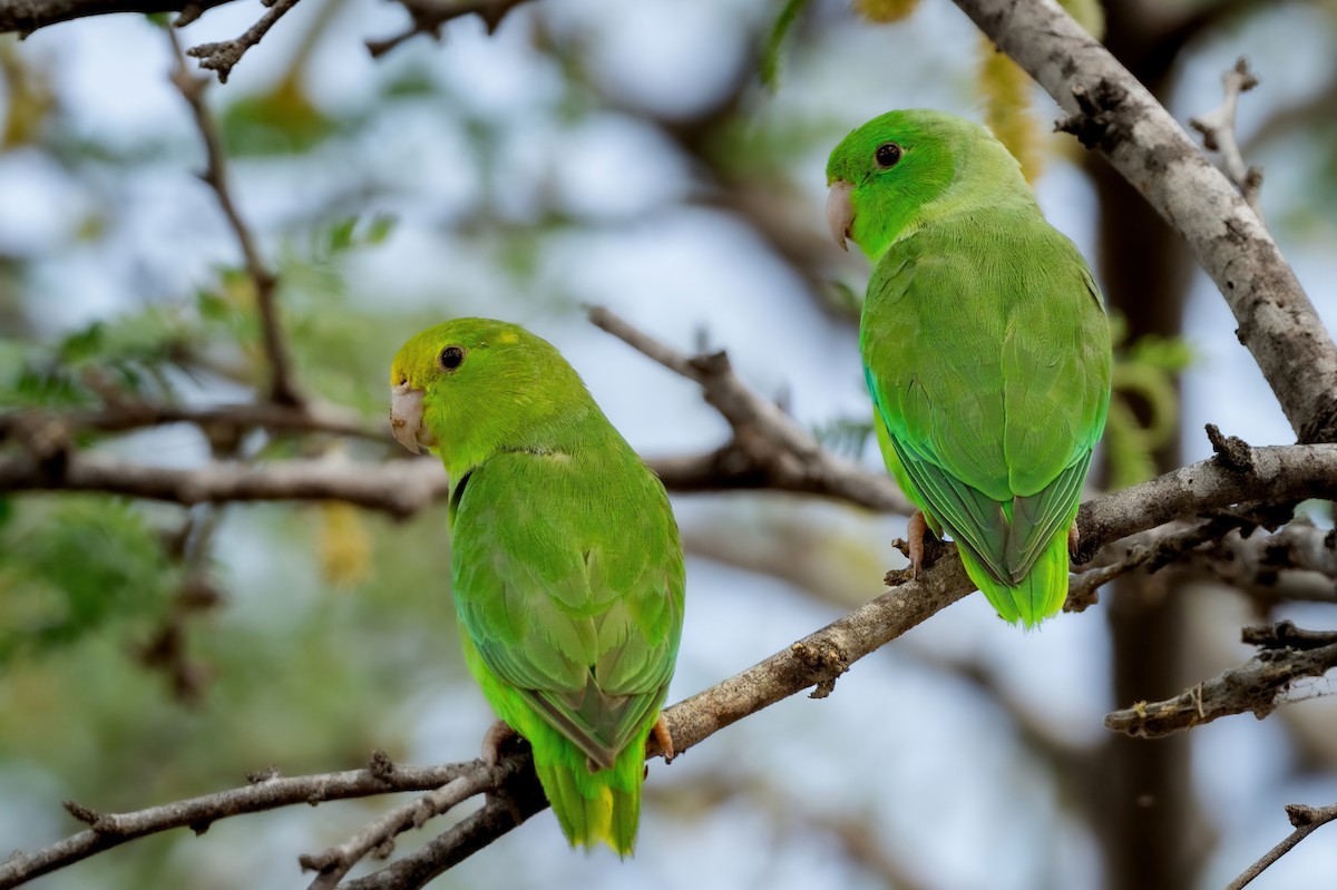 Yeşil Sokumlu Serçe Papağanı - ML407973271