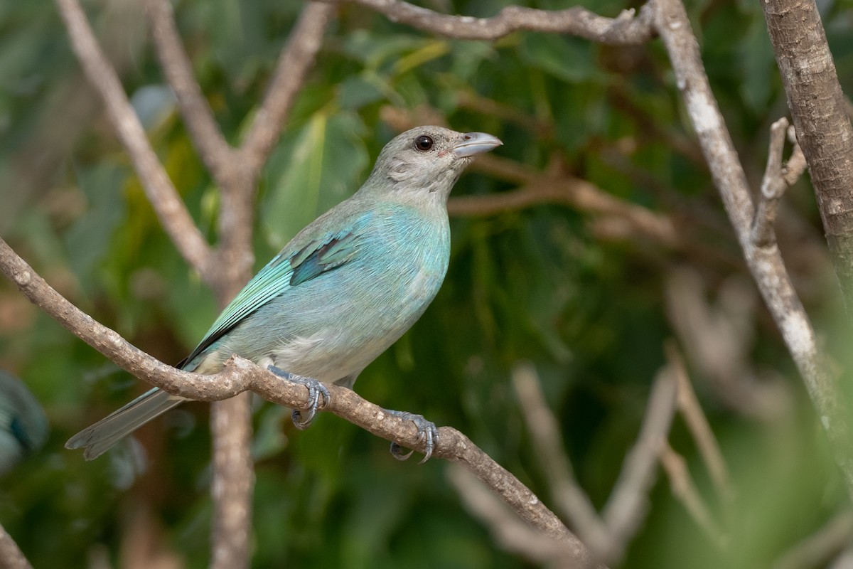 Glaucous Tanager - Phil Chaon
